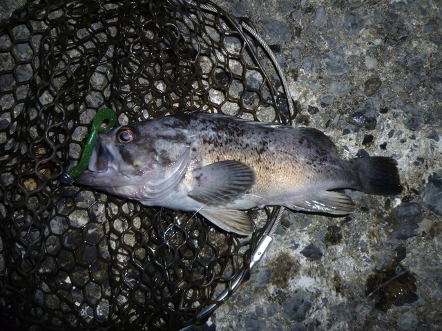 P1010273.JPG