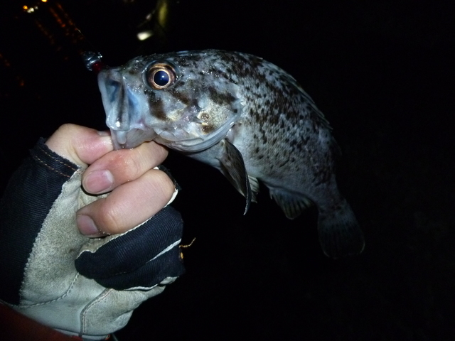 P1010278.JPG